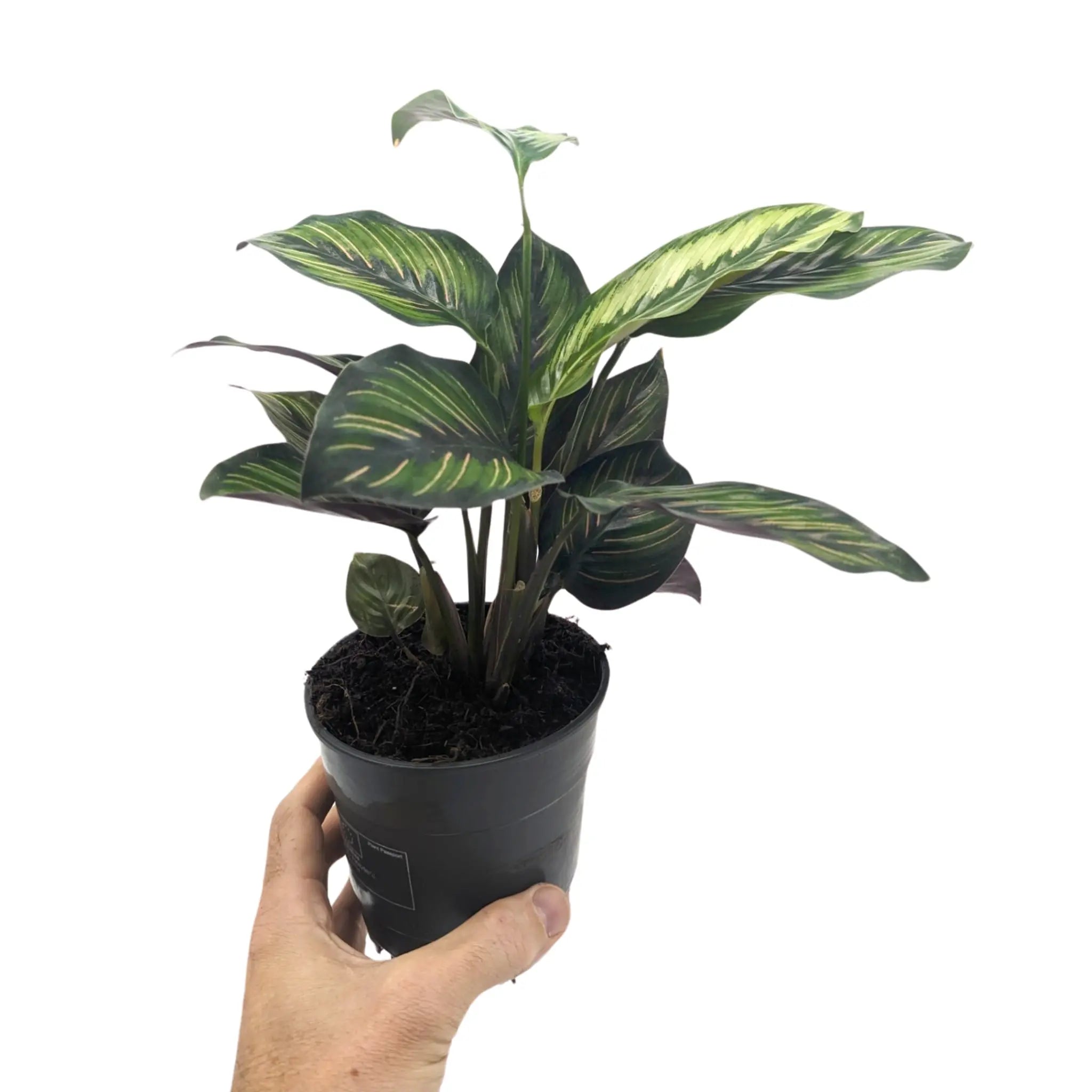 Calathea Pinstripe Leaf Culture