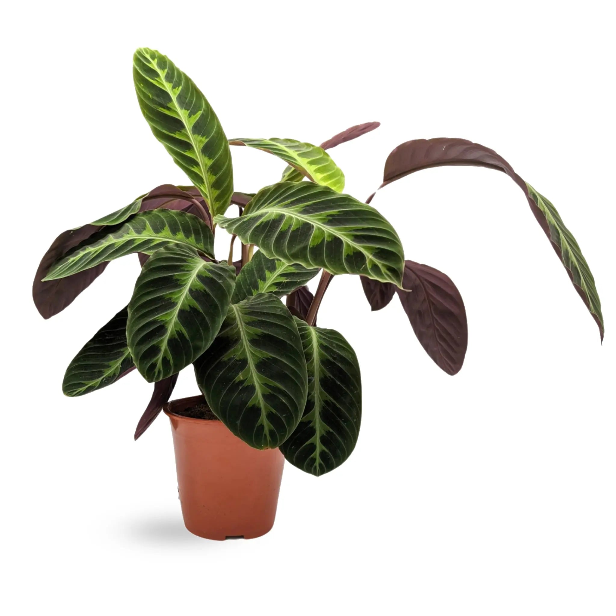Calathea Warscewiczii - Jungle Velvet Leaf Culture