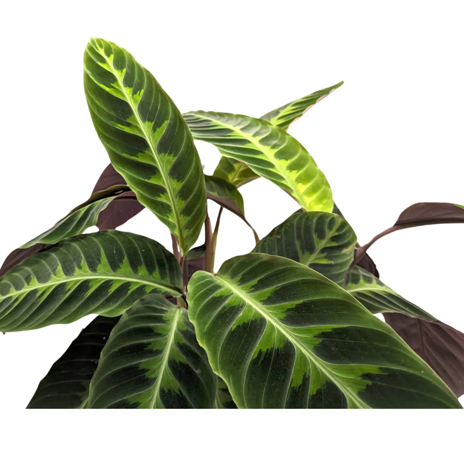 Calathea Warscewiczii - Jungle Velvet Leaf Culture