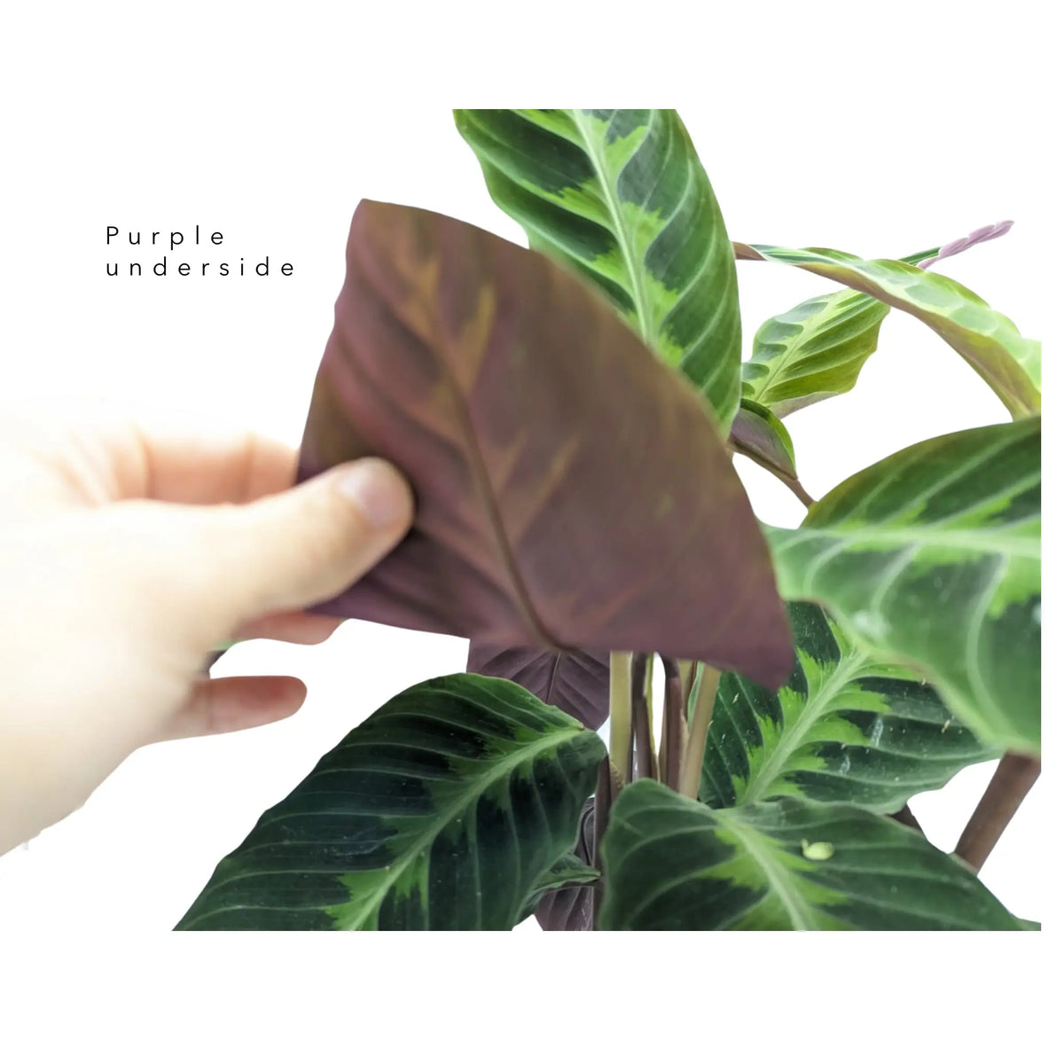 Calathea Warscewiczii - Jungle Velvet Leaf Culture