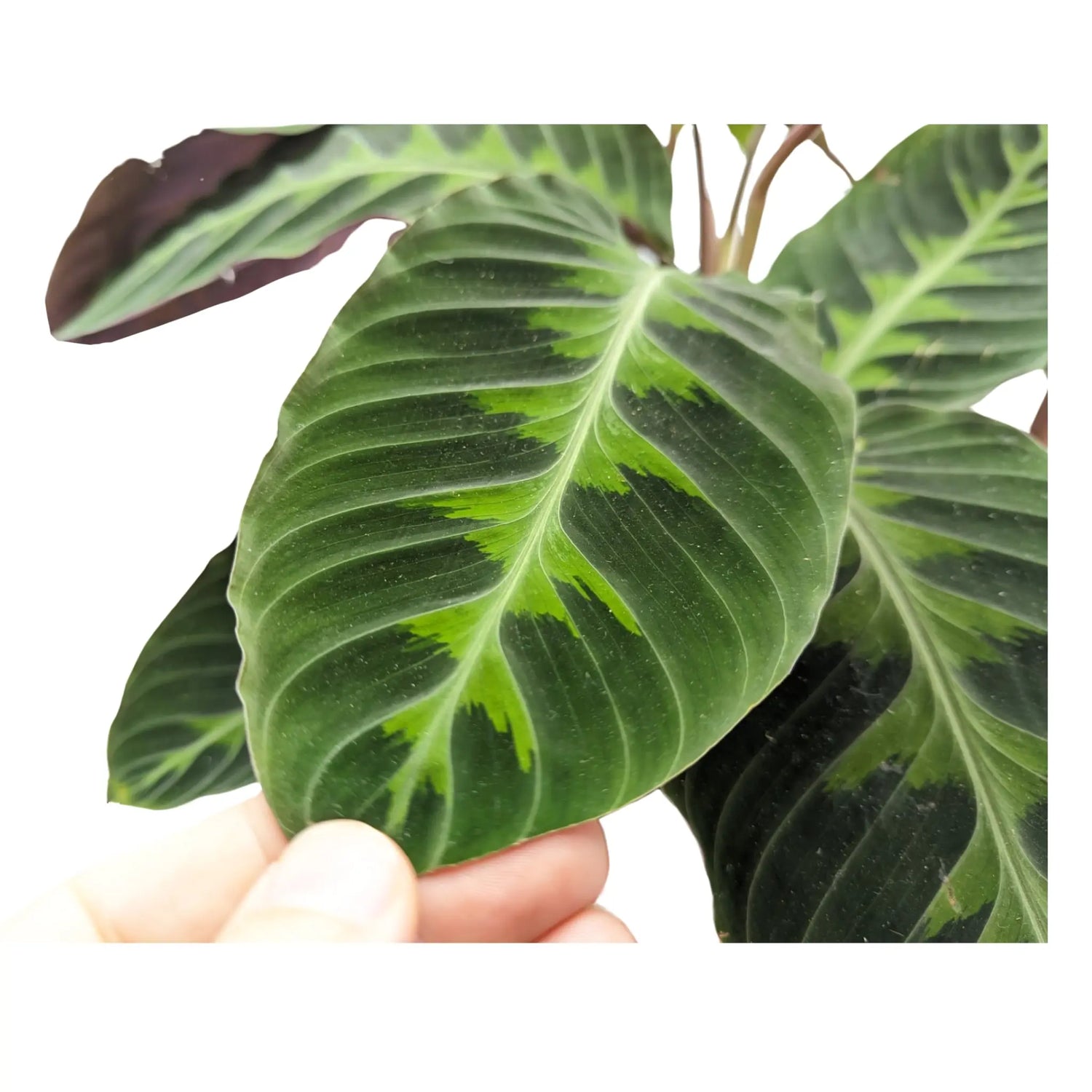 Calathea Warscewiczii - Jungle Velvet Leaf Culture