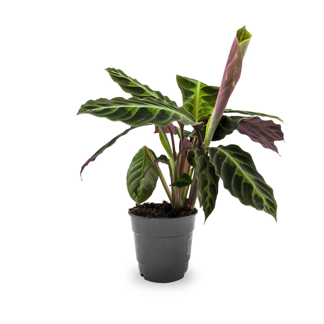 Calathea Warscewiczii - Jungle Velvet Leaf Culture