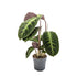 Calathea Warscewiczii - Jungle Velvet Leaf Culture