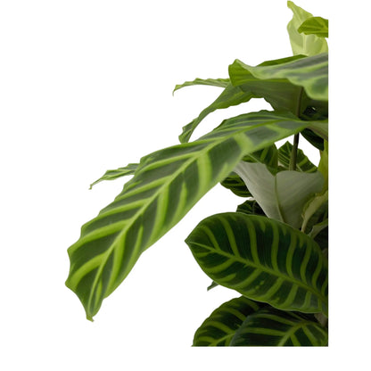 Calathea Zebrina - Zebra Plant Leaf Culture