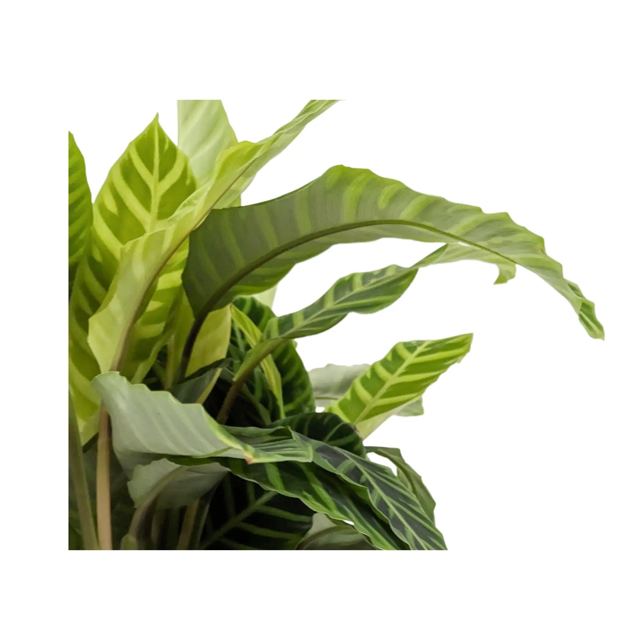 Calathea Zebrina - Zebra Plant Leaf Culture