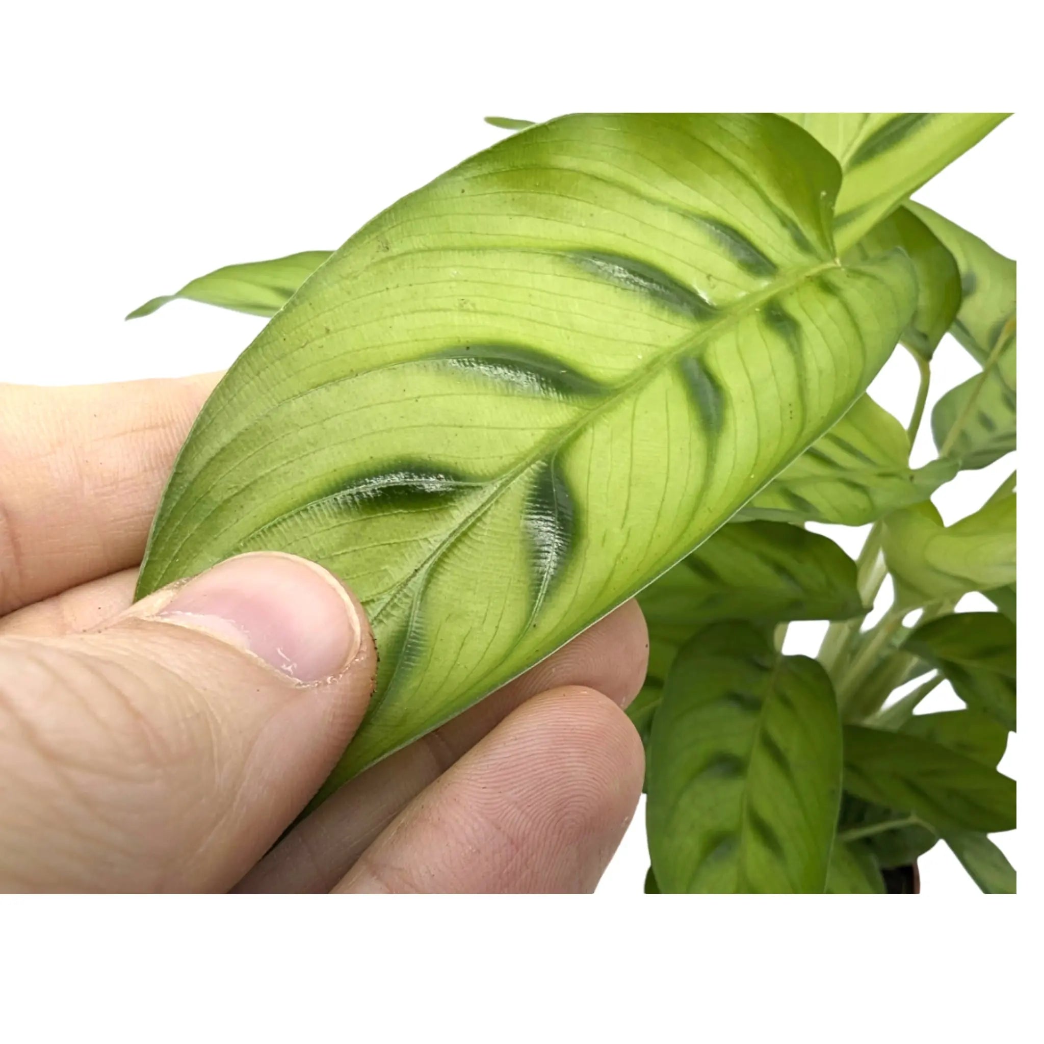 Calathea leopardina Leaf Culture