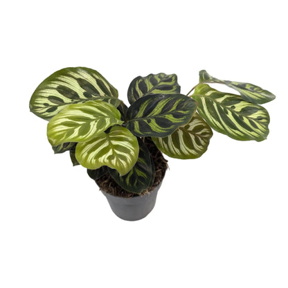 Calathea makoyana | Peacock Plant Leaf Culture