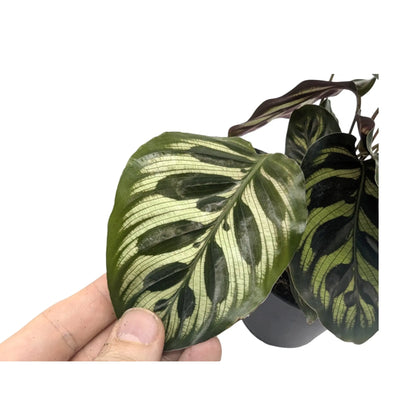 Calathea makoyana | Peacock Plant Leaf Culture