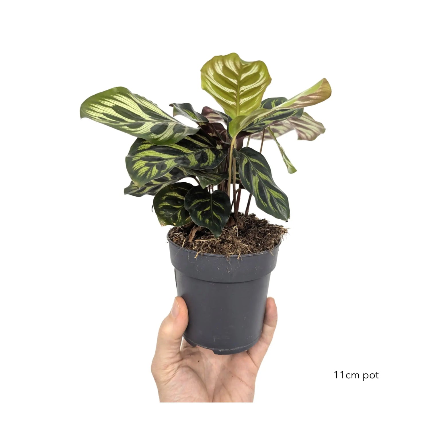 Calathea makoyana | Peacock Plant Leaf Culture