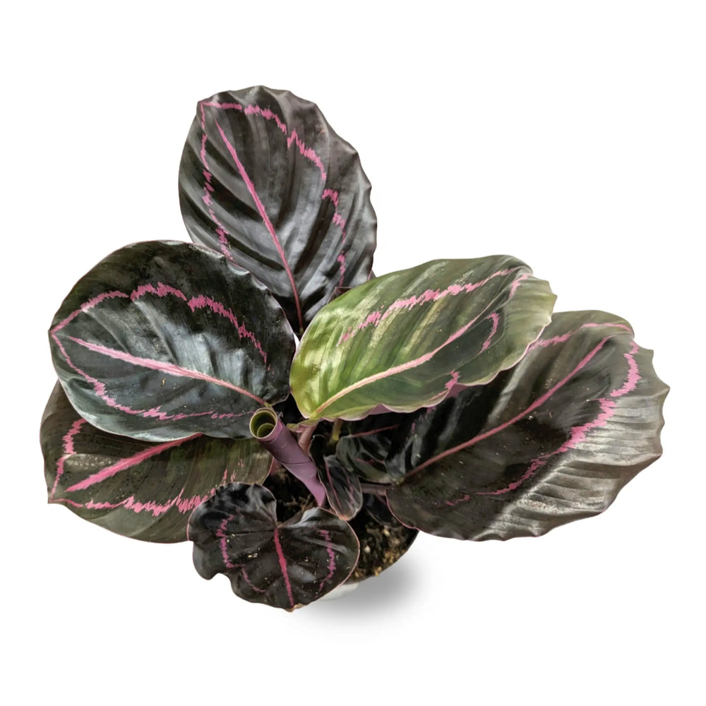 Calathea roseopicta Dottie - Rose Painted Calathea_2_thumb