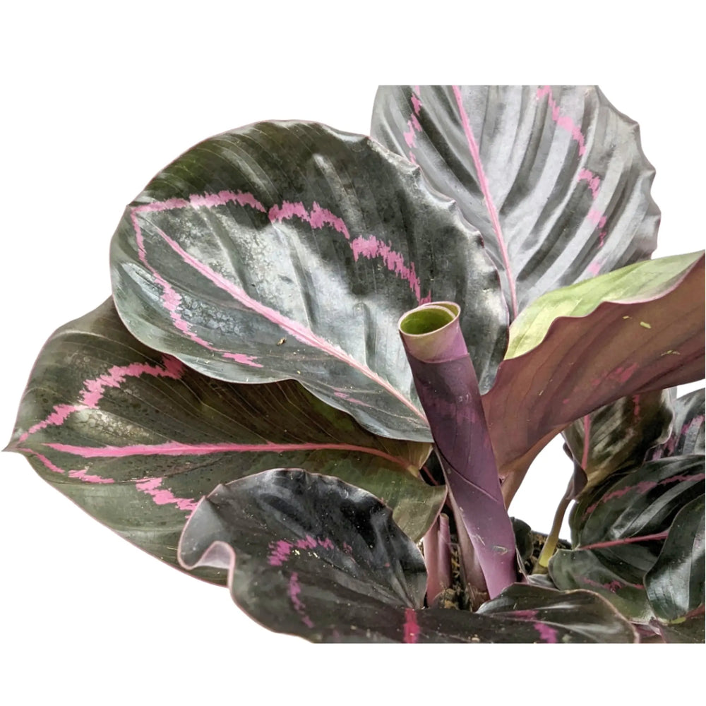 Calathea roseopicta Dottie - Rose Painted Calathea_3_thumb