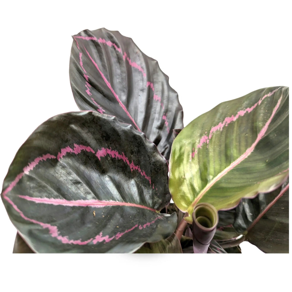 Calathea roseopicta Dottie - Rose Painted Calathea_4_thumb