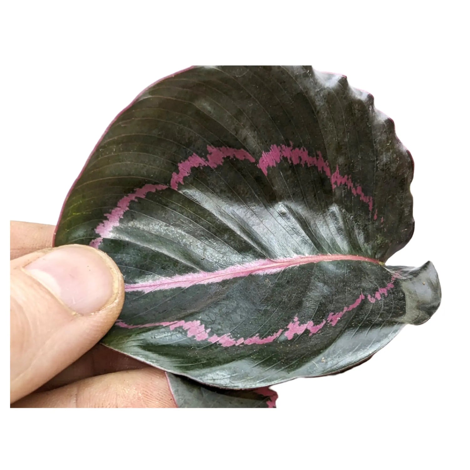 Calathea roseopicta Dottie - Rose Painted Calathea Leaf Culture