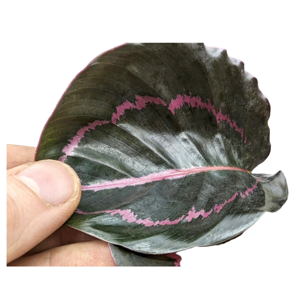 Calathea roseopicta Dottie - Rose Painted Calathea_5_thumb