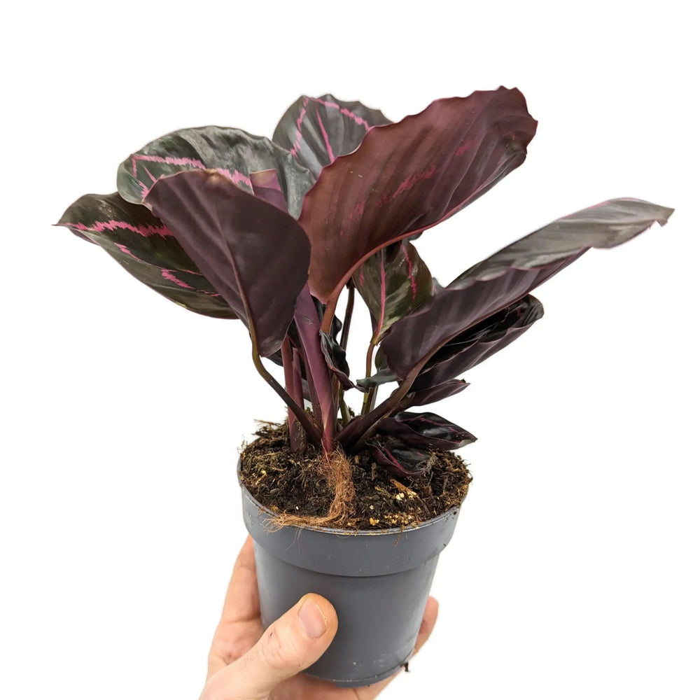 Calathea roseopicta Dottie - Rose Painted Calathea_6_thumb