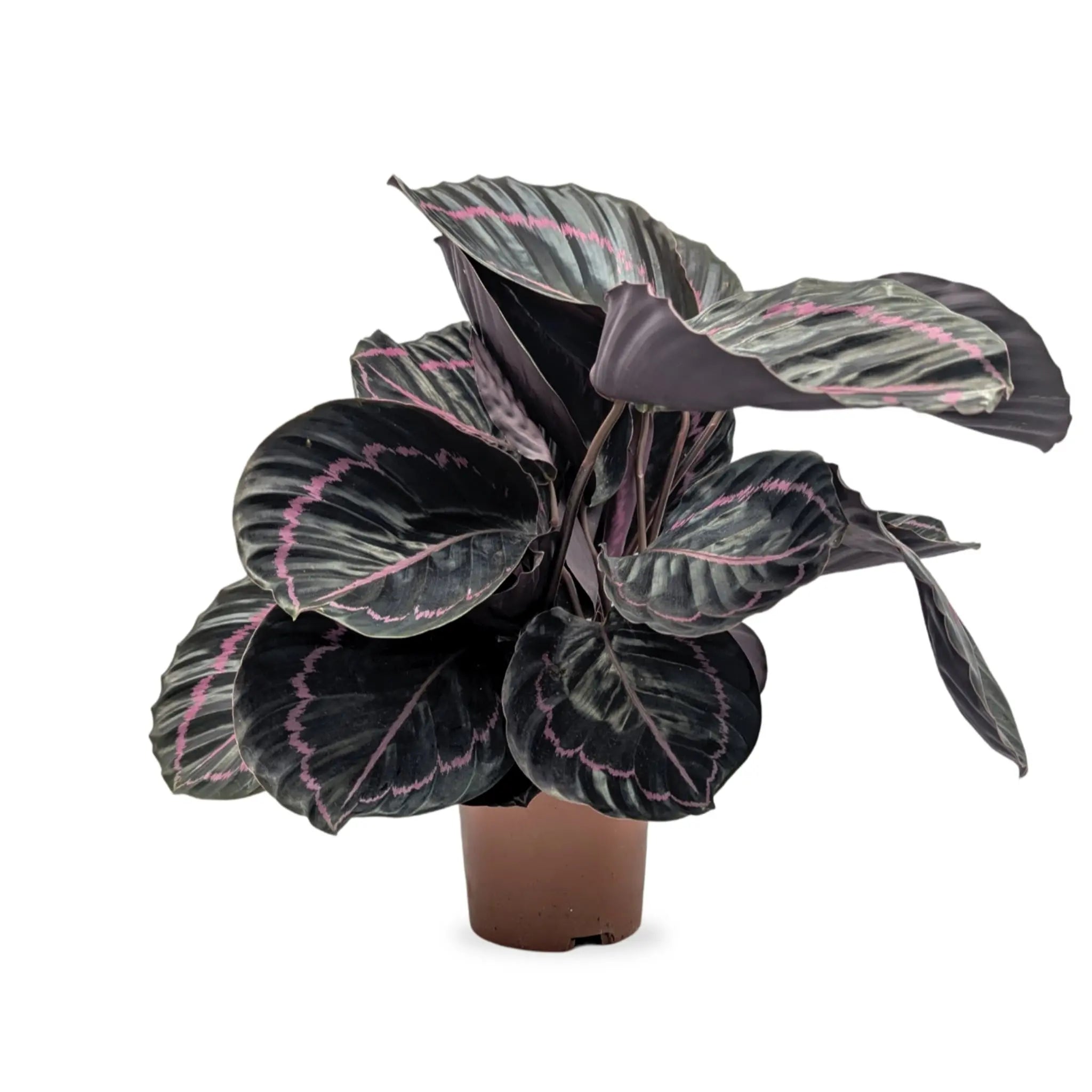 Calathea roseopicta Dottie - Rose Painted Calathea Leaf Culture