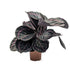 Calathea roseopicta Dottie - Rose Painted Calathea Leaf Culture