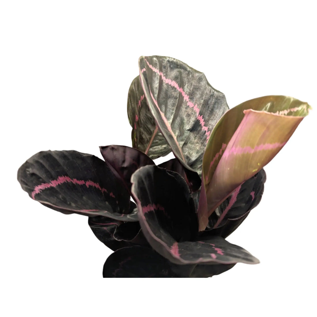 Calathea roseopicta Princess Jessie Leaf Culture