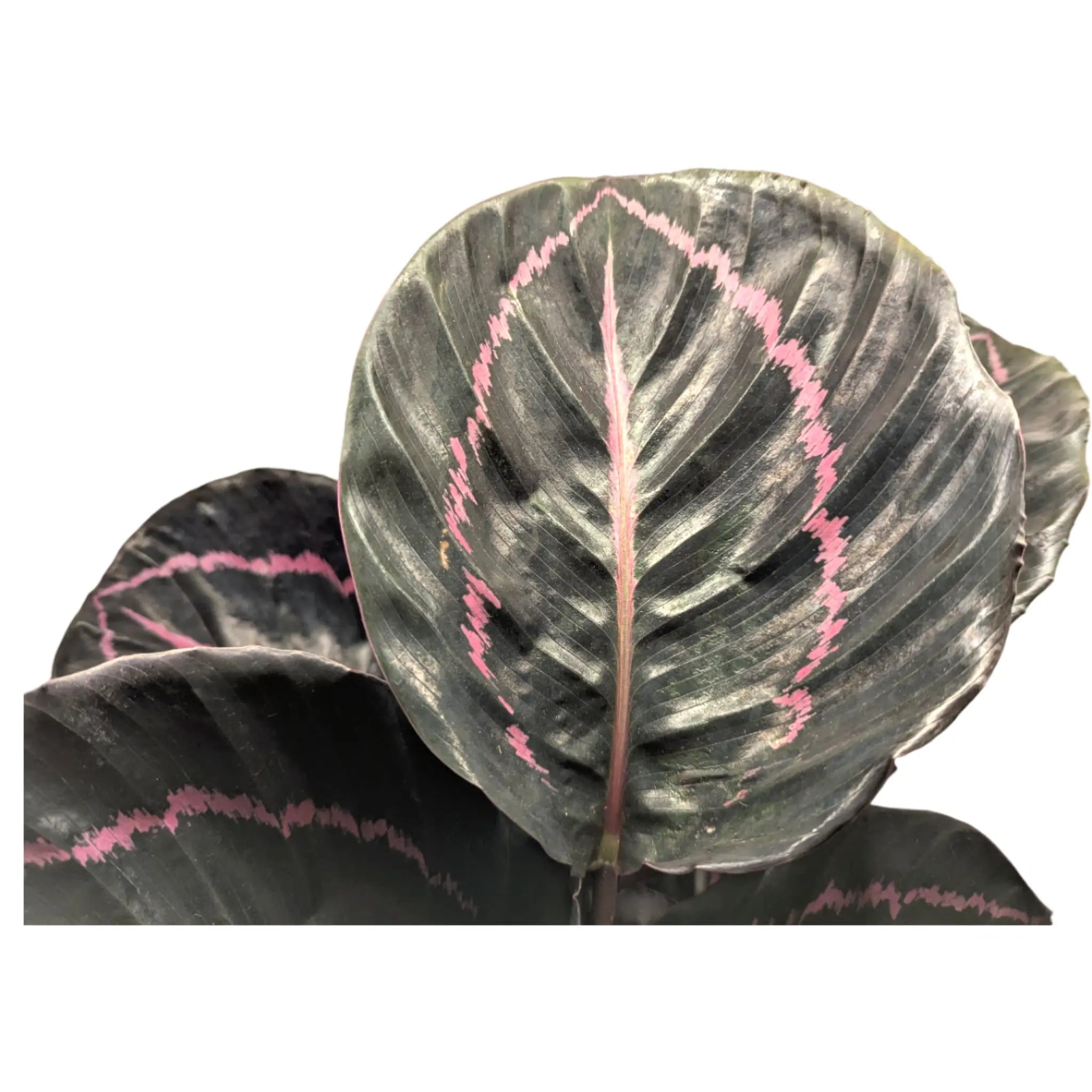 Calathea roseopicta Princess Jessie Leaf Culture