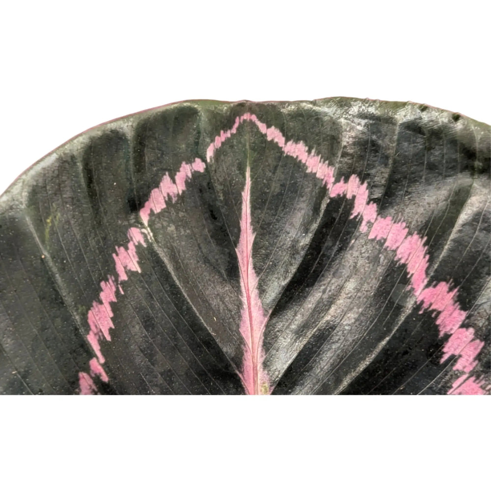 Calathea roseopicta Princess Jessie_4_thumb