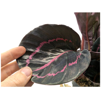 Calathea roseopicta Princess Jessie Leaf Culture