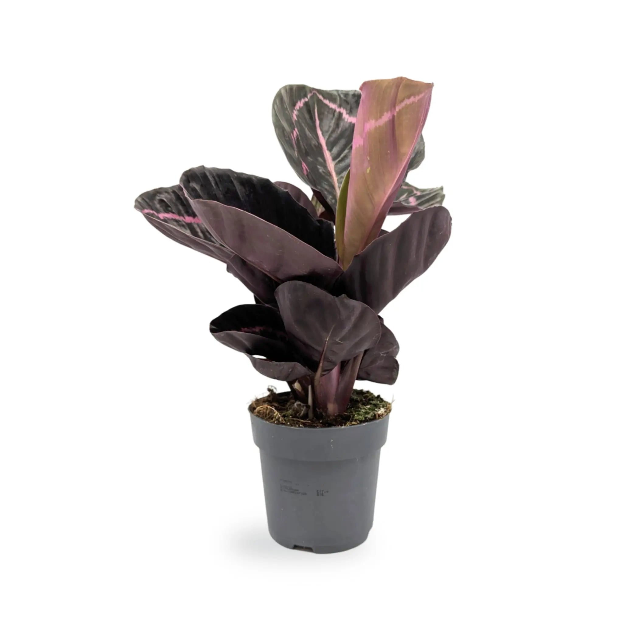 Calathea roseopicta Princess Jessie Leaf Culture