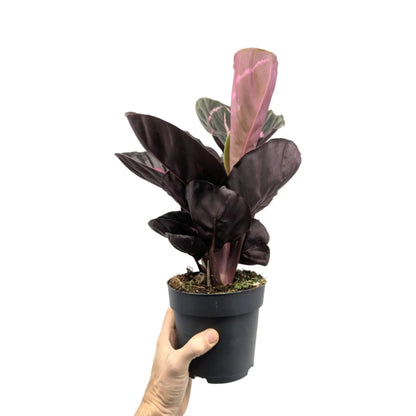 Calathea roseopicta Princess Jessie Leaf Culture