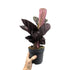 Calathea roseopicta Princess Jessie Leaf Culture