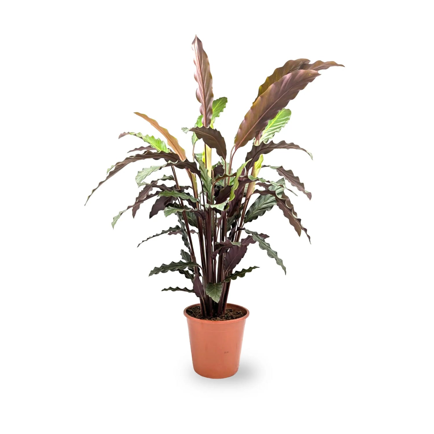 Calathea rufibarba Wavestar - Velvet Calathea Leaf Culture