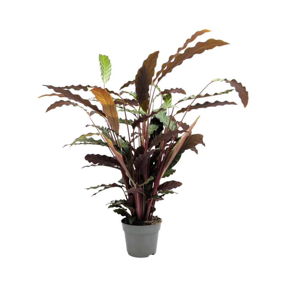 Calathea rufibarba Wavestar - Velvet Calathea_7_main