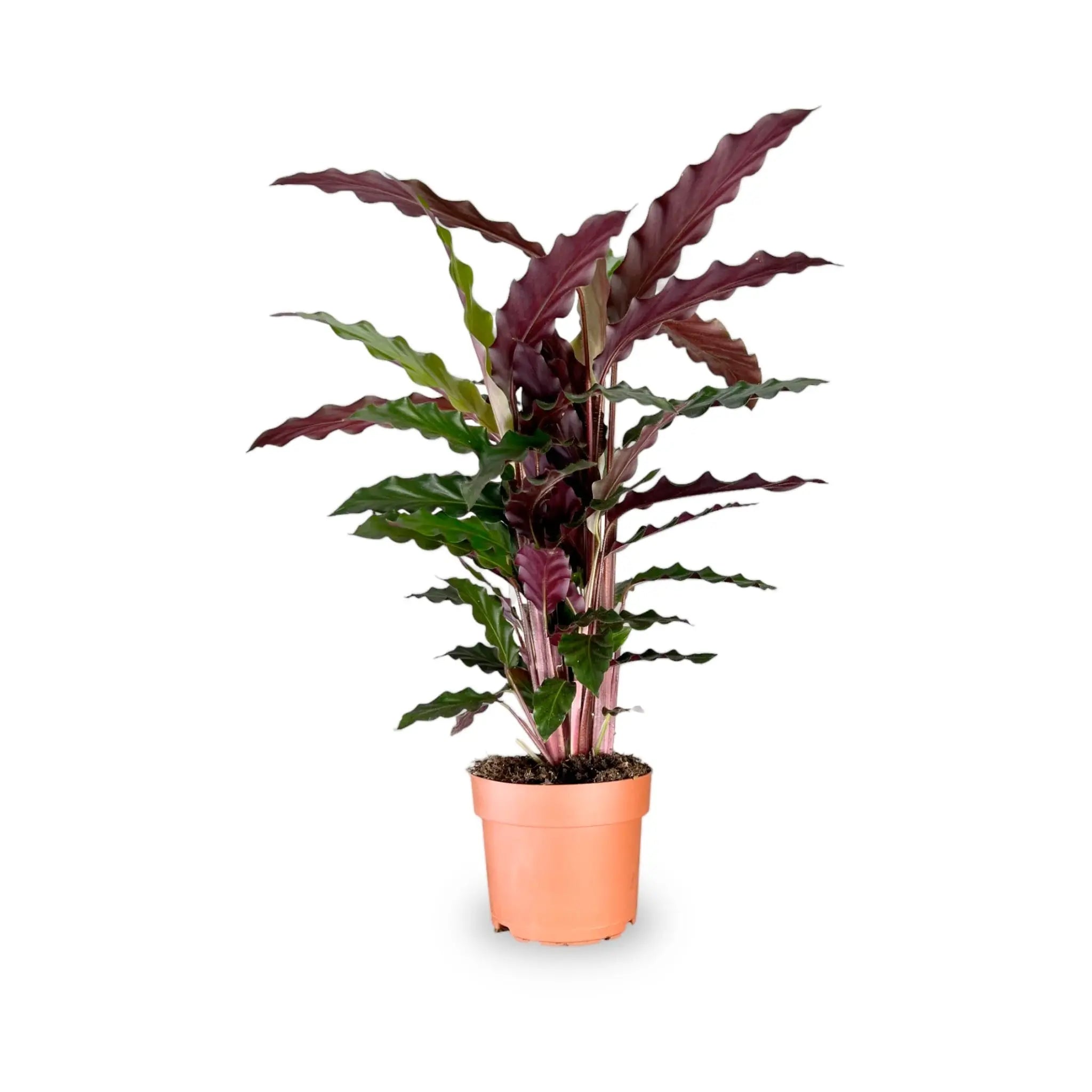 Calathea rufibarba Wavestar - Velvet Calathea Oz