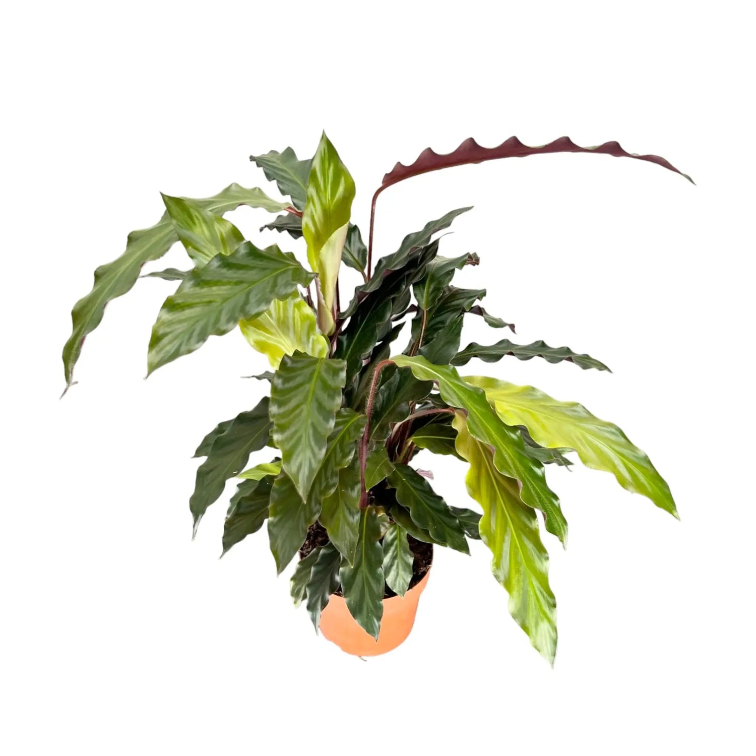 Calathea rufibarba Wavestar - Velvet Calathea Oz