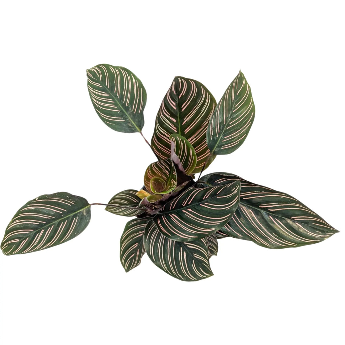Calathea sanderiana Ornata - Pin Stripe Leaf Culture