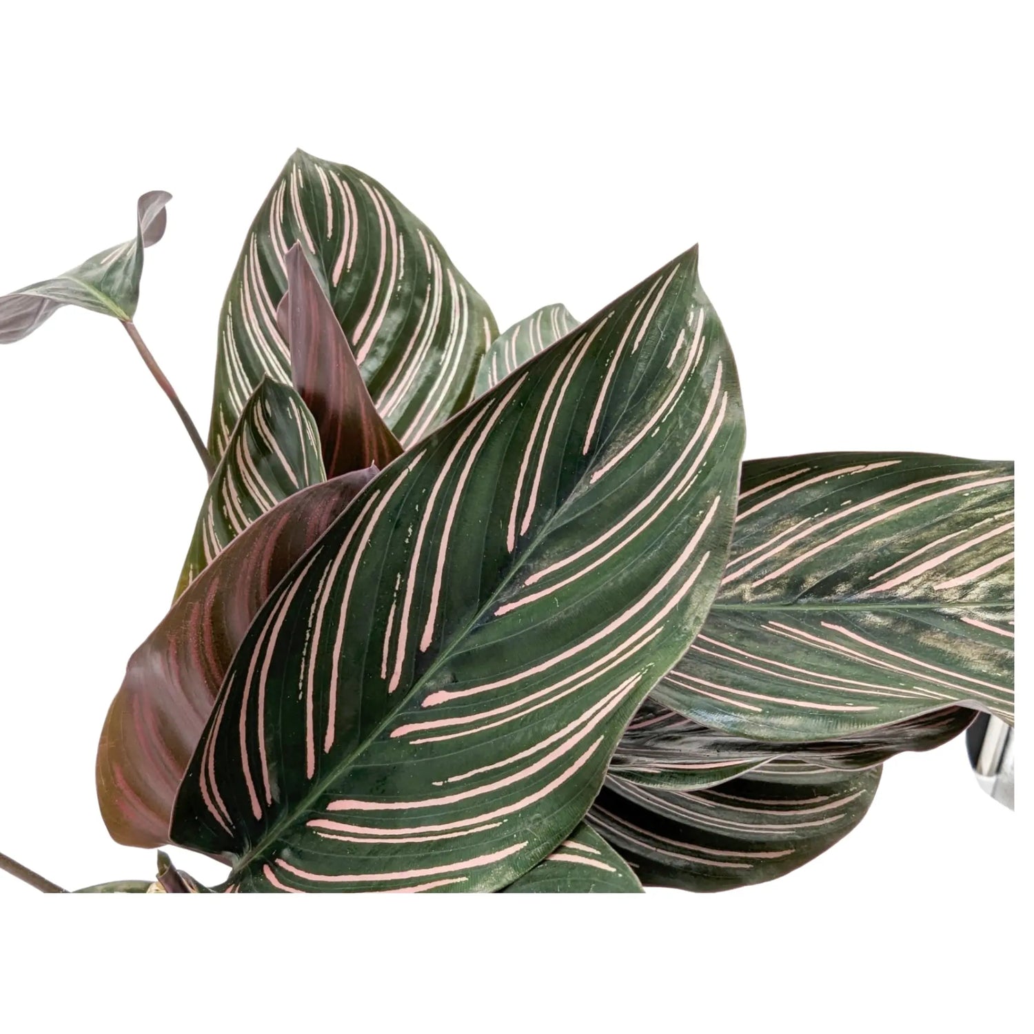 Calathea sanderiana Ornata - Pin Stripe Leaf Culture