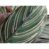 Calathea sanderiana Ornata - Pin Stripe Leaf Culture