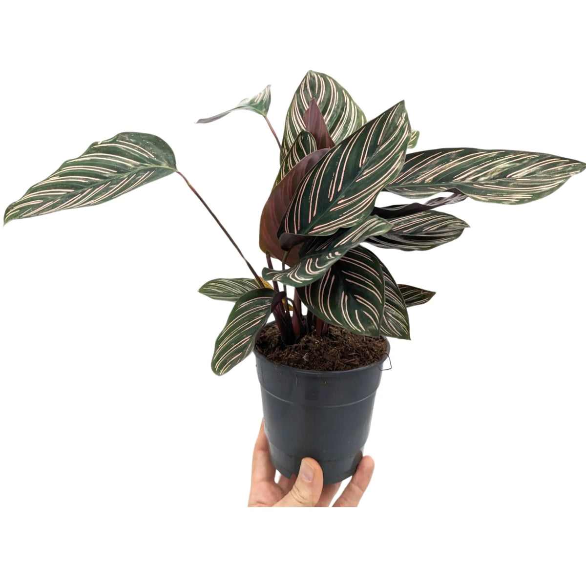 Calathea sanderiana Ornata - Pin Stripe Leaf Culture