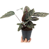 Calathea sanderiana Ornata - Pin Stripe Leaf Culture