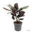 Calathea sanderiana Ornata - Pin Stripe Leaf Culture