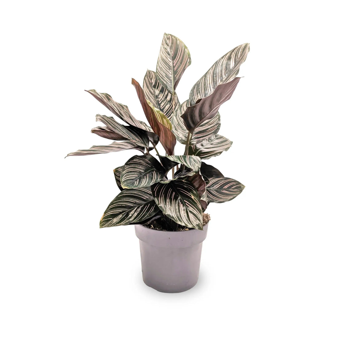 Calathea sanderiana - Pin Stripe Leaf Culture