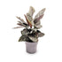 Calathea sanderiana - Pin Stripe Leaf Culture