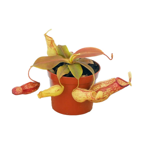 Carnivorous Pitcher Plant | Monkey Cup Plant Leaf Culture