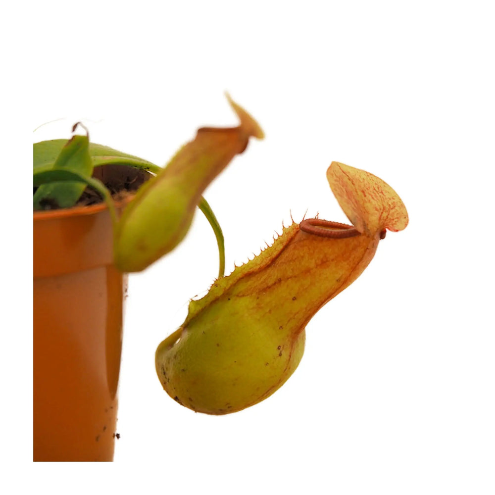 Carnivorous Pitcher Plant | Monkey Cup Plant_2_main