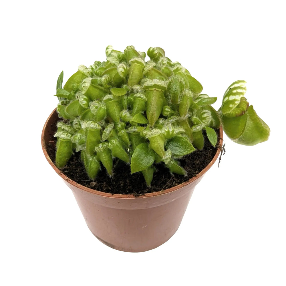 Cephalotus Follicularis | Collector’s Carnivorous Plant_1_main