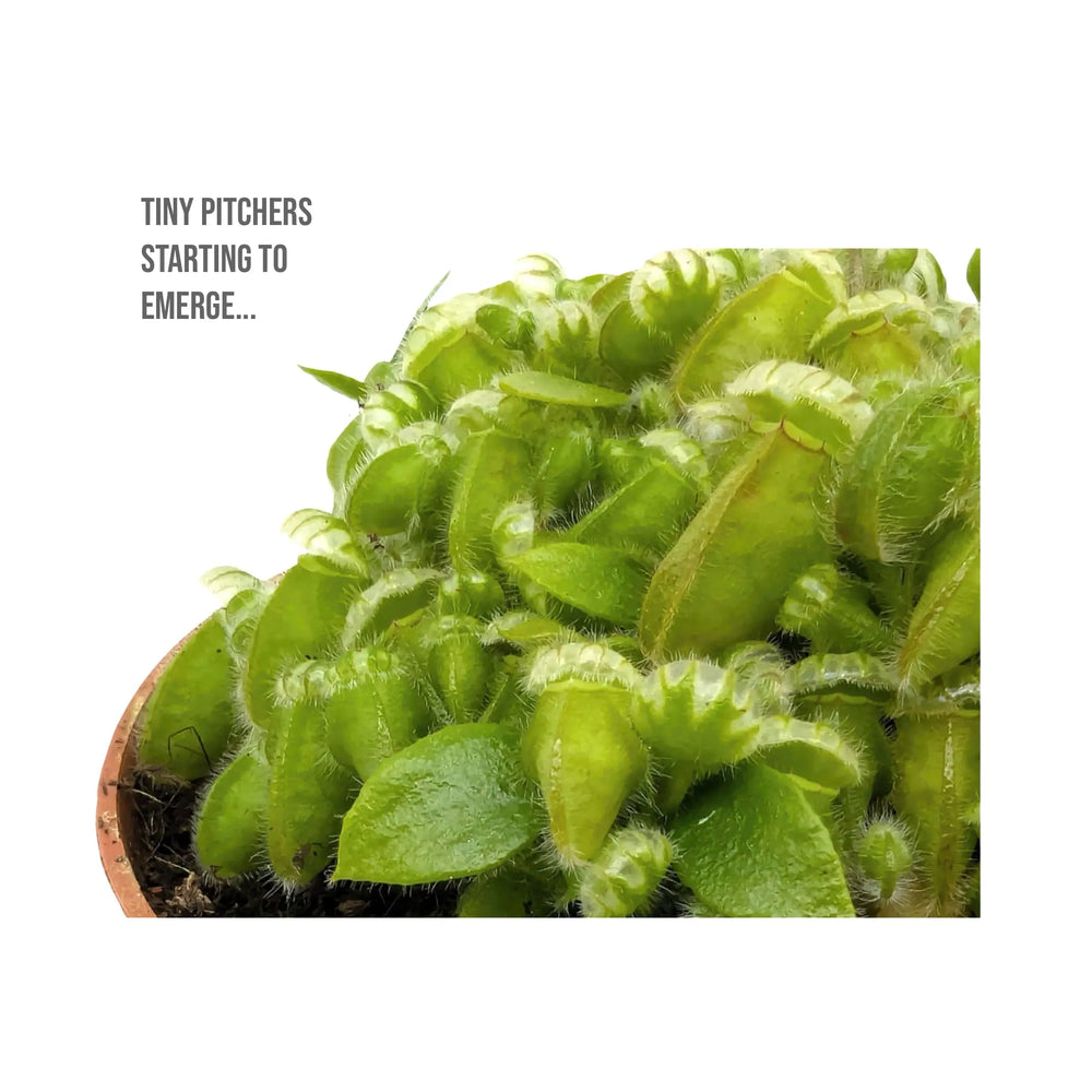 Cephalotus Follicularis | Collector’s Carnivorous Plant_2_main