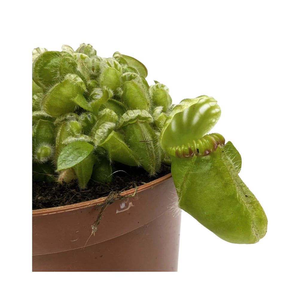 Cephalotus Follicularis | Collector’s Carnivorous Plant_3_main