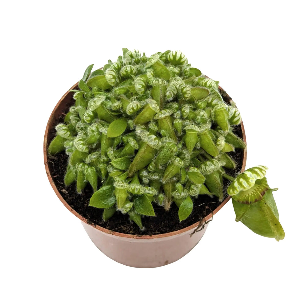 Cephalotus Follicularis | Collector’s Carnivorous Plant_4_main