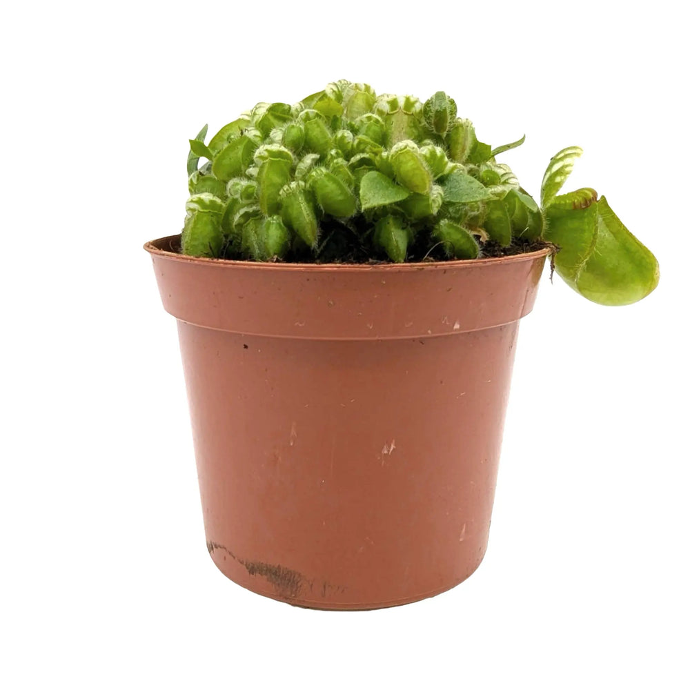 Cephalotus Follicularis | Collector’s Carnivorous Plant_7_main