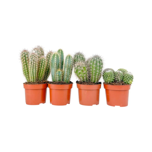 Cereus Cactus - Leaf Culture
