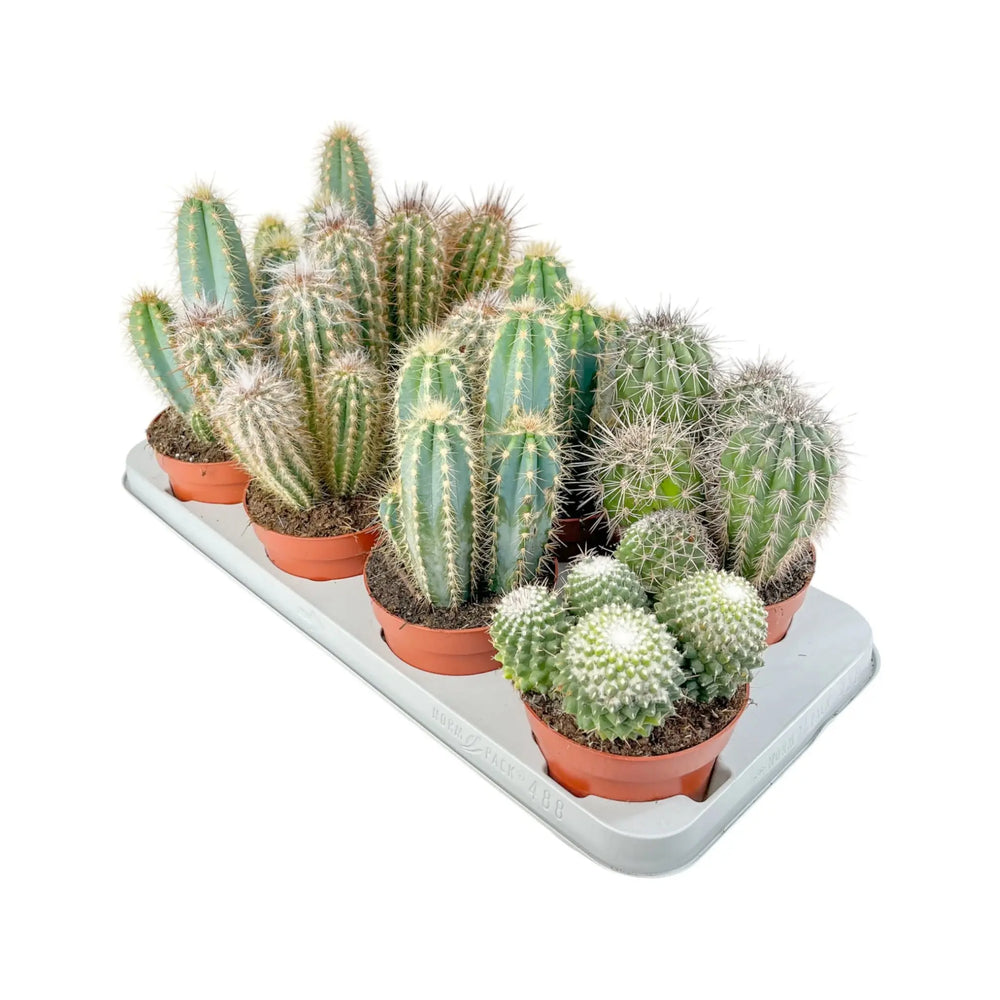 Cereus Cactus - 1 Plant_2_main