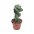 Cereus Forbesii spiralis Spiral - Corkscrew Cactus Oz